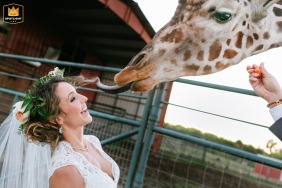 Colorado bride getting her hair playfully licked by a giraffe during a whimsical wedding in the picturesque outdoors.